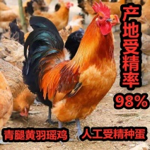 改良快大型红药九斤黄K9青脚黄脚土鸡受精种蛋孵化蛋