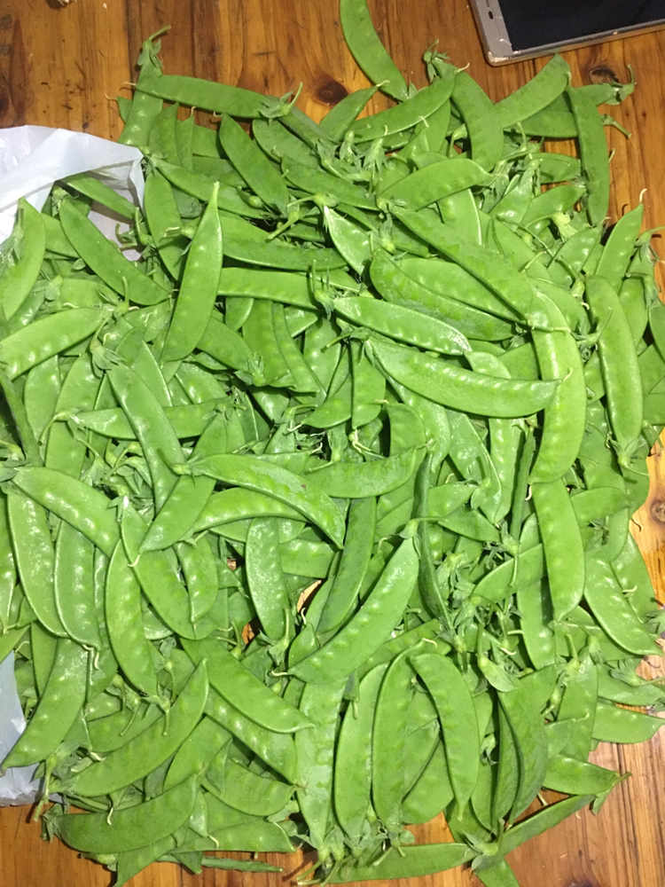 小夹豆荷兰豆甜豆