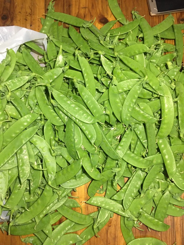 小夹豆荷兰豆甜豆