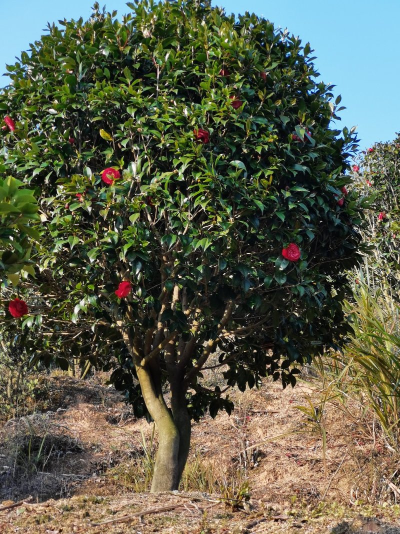 赤丹茶花树福建基地直销大小规格货源充足长期供应