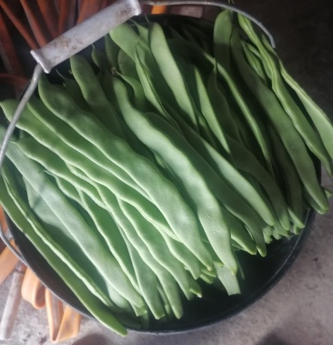 [扁青芸豆批发]扁青芸豆价格3.30元/斤 - 一亩田