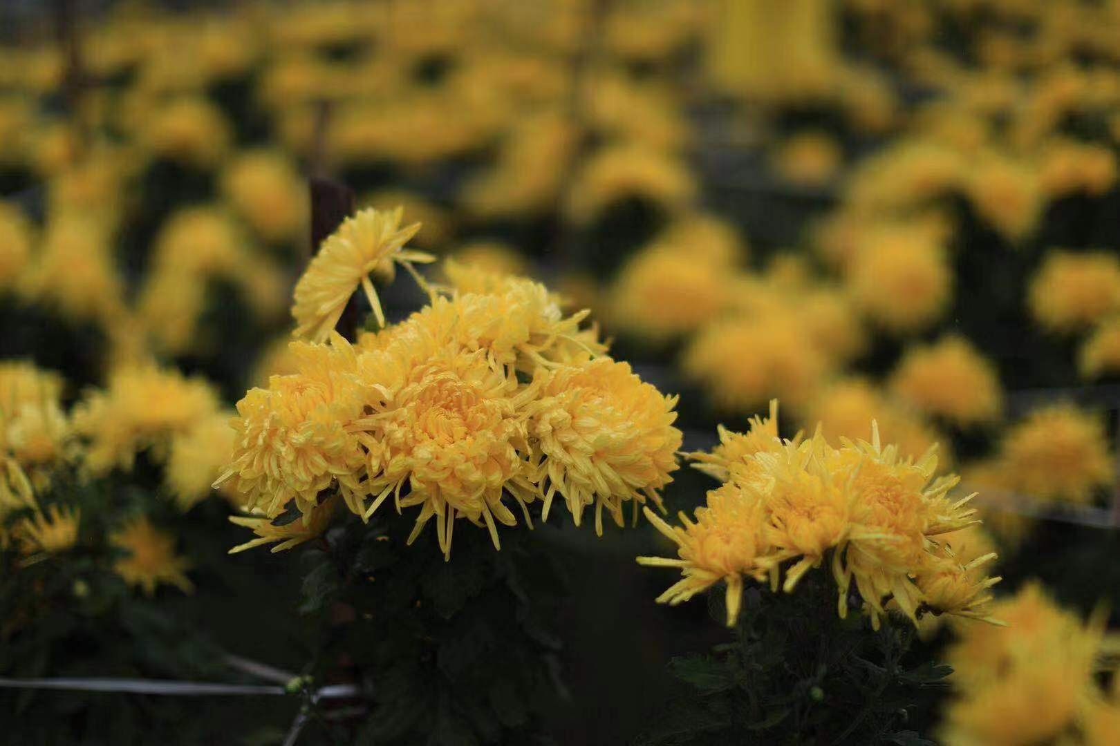 野菊花生长在田野中的自然景观