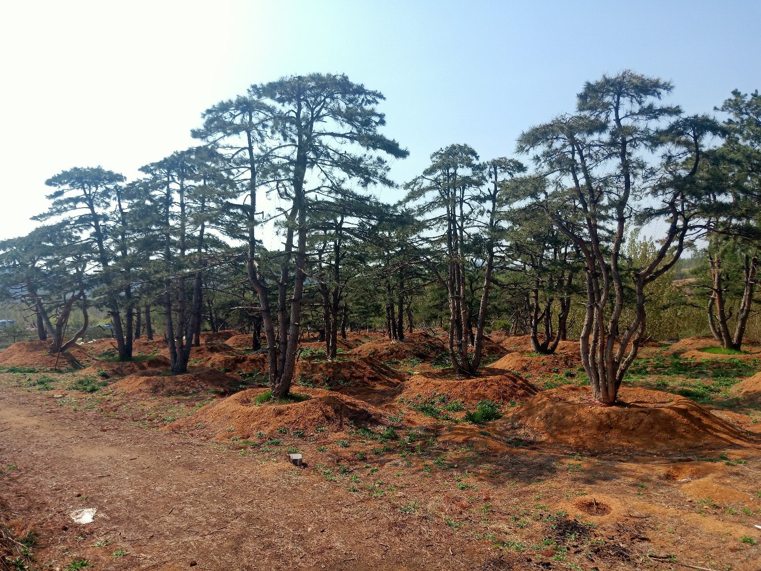 油松林地景观