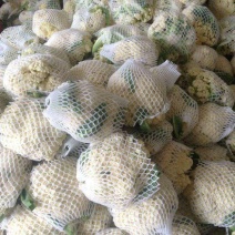 花菜苗60天菜花苗65天有机菜花苗80天花椰菜苗6