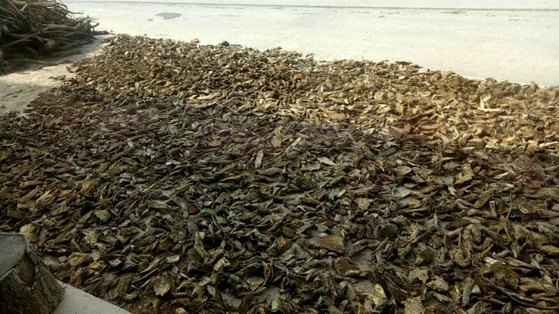 野扁豆根煲汤场景,展示其在家庭膳食中的应用 野扁豆根煲汤场景