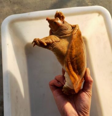 [鳖批发]甲鱼变鱼,黄金甲鱼,,户外抓的天然变异甲鱼.