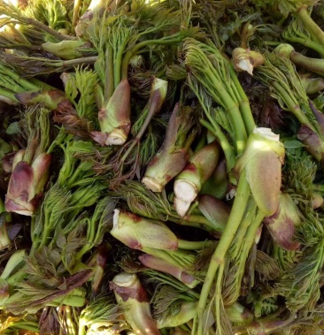 刺嫩芽,刺老芽,乌龙头,东北特产,山野菜,野生蘑菇