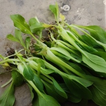 鸡毛菜