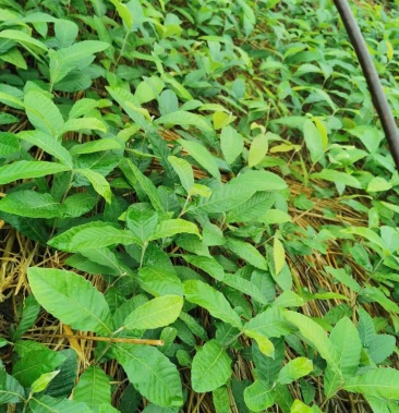 [麻楝批发]麻栎苗价格0.80元/棵 - 一亩田