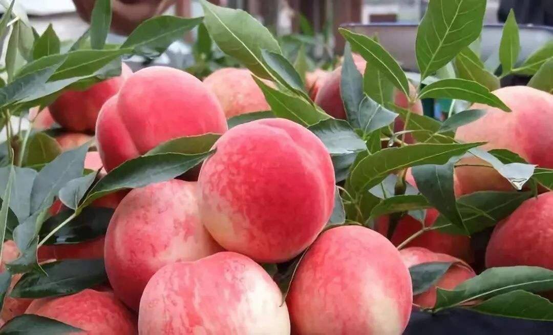 果园中整齐排列的突围桃树，枝头挂满粉红带霞光的成熟果实，阳光透过树叶洒落，展现出丰收景象