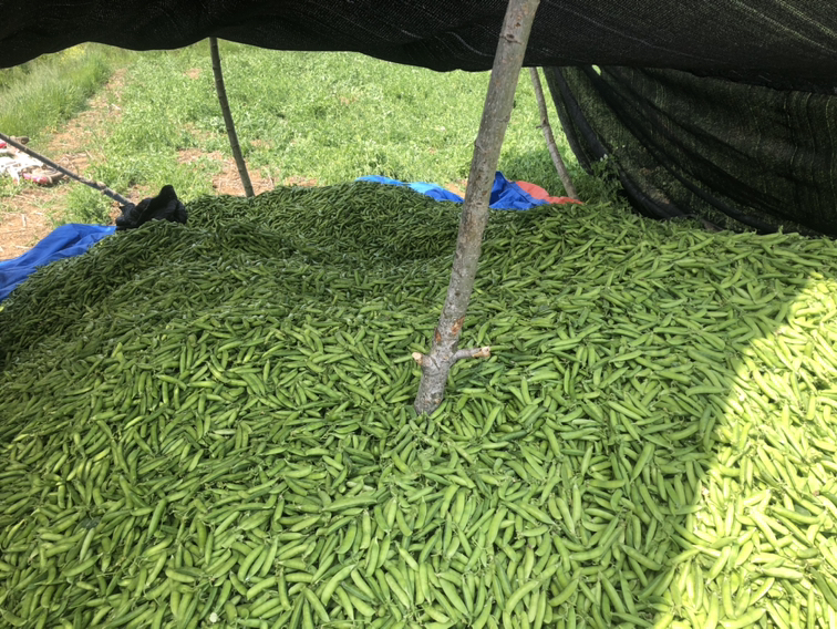 一片开阔场地上,农民正在翻晒金黄色的干粒豌豆,背景有粮仓和遮雨棚,体现传统与现代结合的干燥储藏作业场景 干粒豌豆晾晒与仓储场景