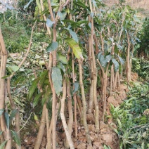 芒果树