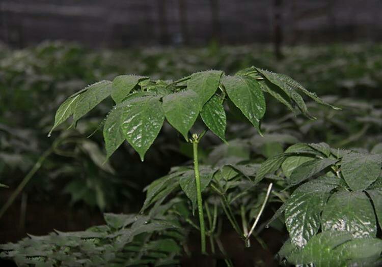 农业技术人员在田间使用便携式叶绿素仪检测圣女果功能叶片SPAD值，手持设备屏幕显示数值为42.6，旁边放置pH试纸、硼砂试剂瓶及记录本