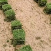 台湾草，台湾青，有货绿化用草苗木大量有货