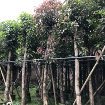 大量供应5公分芒果到15公分光杆和骨架货