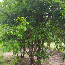 嘉宝果沙巴10年树龄