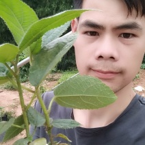 五年老店六百万优质五指毛桃种苗，包技术，包回收！合作共赢