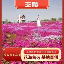 芝樱丛生福禄考草坪花海大量批发