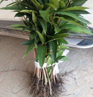 芒果苗 红贵妃嫁接芒果苗 可盆栽地栽南北方种植 易成活