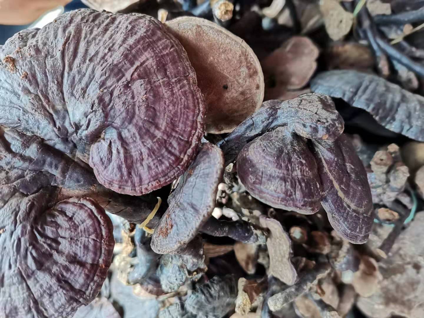 竹灵芝生长特写