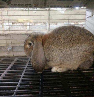 全国包邮3040斤公羊兔幼兔比利时塔兔肉兔全国发货