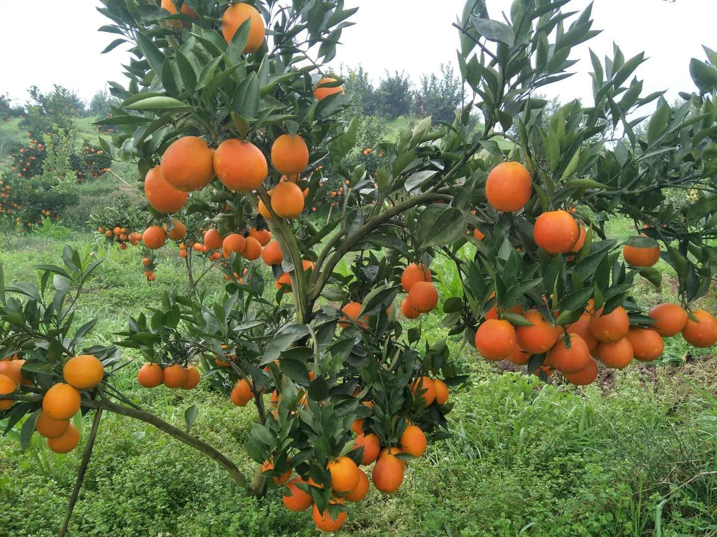 一片位于中国四川丘陵地带的血橙果园,春季开花或秋季挂果时节,树上结满橙红色果实,阳光洒落,农民正在田间劳作,展示原生态种植环境 中国四川资中血橙果园