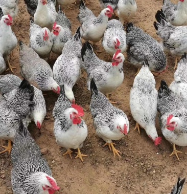 场地供应白芦花鸡产地位于广西玉林全国供应