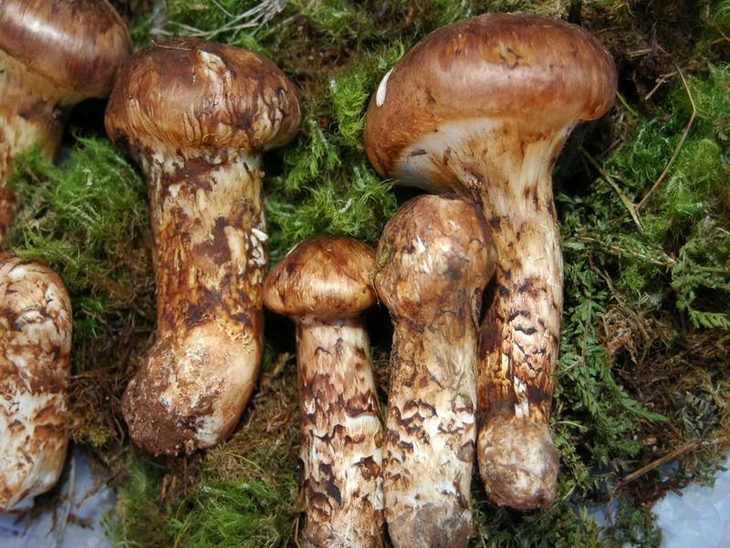 科研人员在松茸保育基地进行菌塘采样