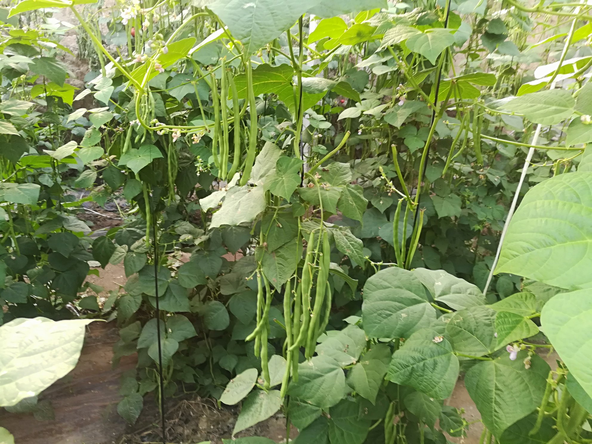 成熟的芸豆荚果
