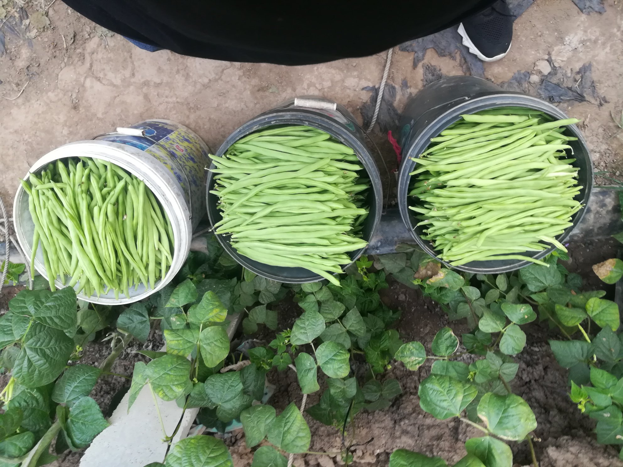 秋芸豆搭架引蔓现场图