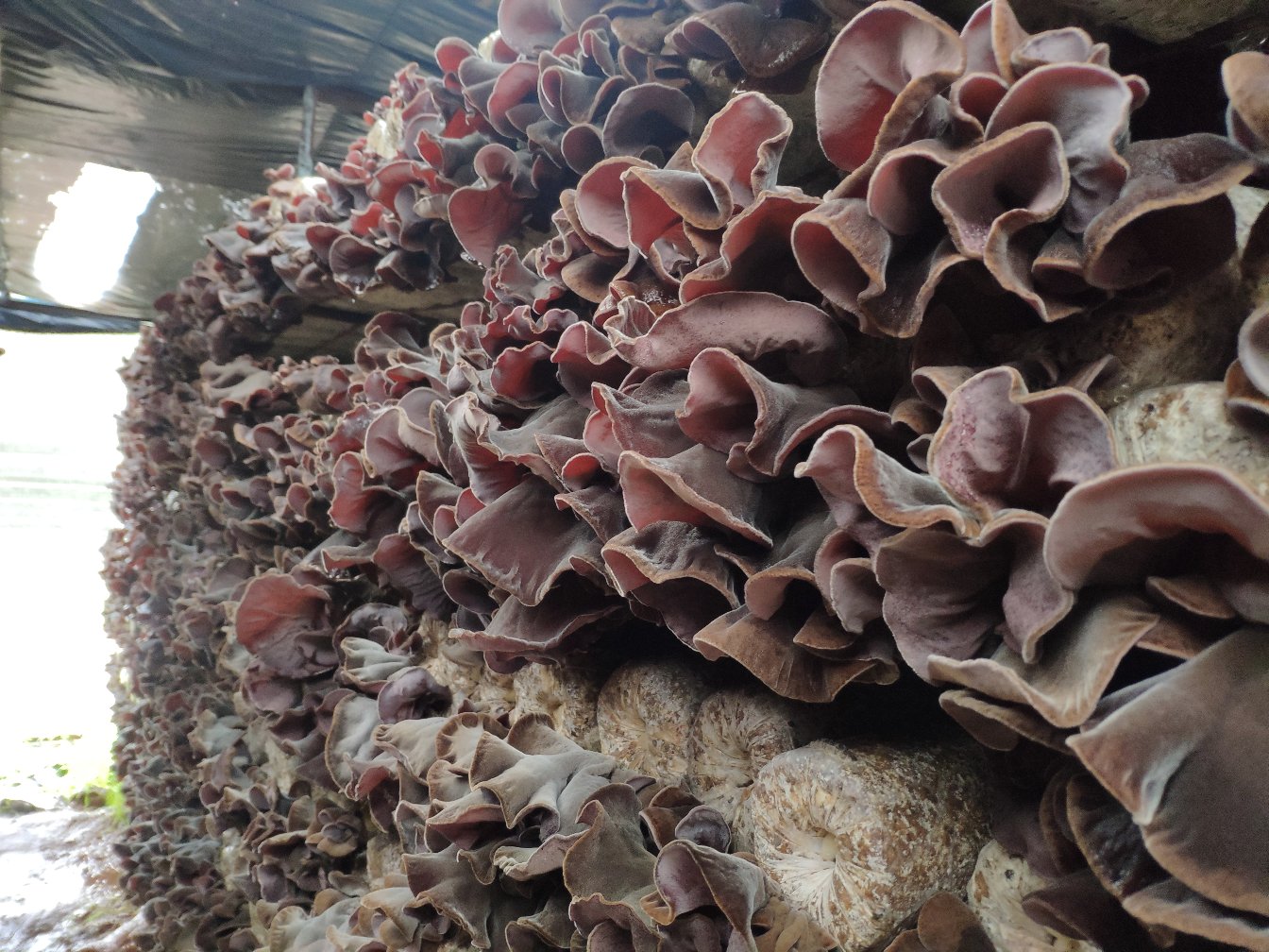 显微镜下拍摄的毛木耳菌种在马铃薯葡萄糖琼脂(PDA)培养基上培养7天的菌落特写:菌丝洁白致密、边缘整齐呈放射状延伸,表面略带蜡质光泽,无杂色斑点或渗出物,中心偶见微凸起原基点,体现高纯度与强活力 毛木耳菌种在PDA培养基上的典型菌落形态