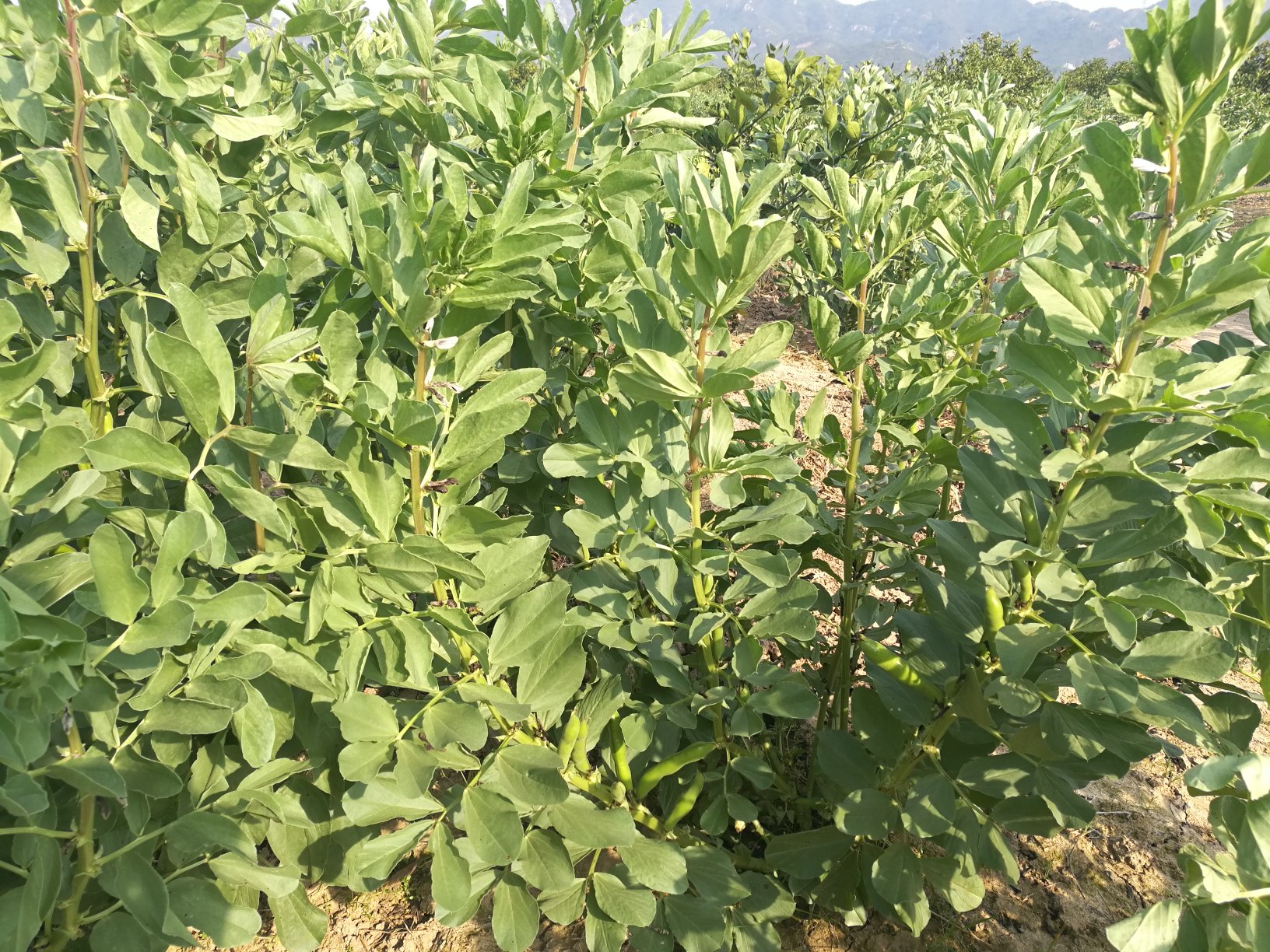 展示农民在田间手工采摘成熟的蚕豆荚,篮子里装满黄色干燥的豆荚;另一侧为空地上铺开的蚕豆籽粒正在阳光下晾晒,周围有竹席和扫帚等农具,背景为丘陵地貌,天气晴朗 蚕豆收获与晾晒场景图