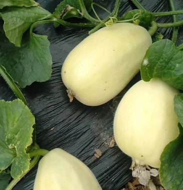 [甜瓜批发]正宗弥河银瓜价格12.00元/斤 - 一亩田