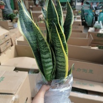 金边虎皮兰，品质保证，净化空气