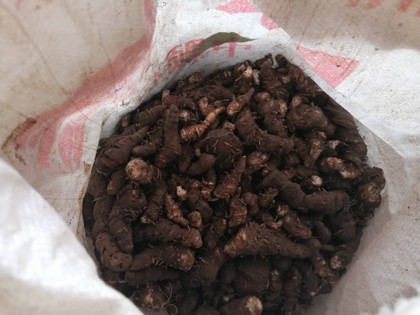 鱼腥草根交易市场