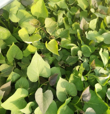 [笤帚苗子批发]苗子价格0.15元/棵 - 一亩田