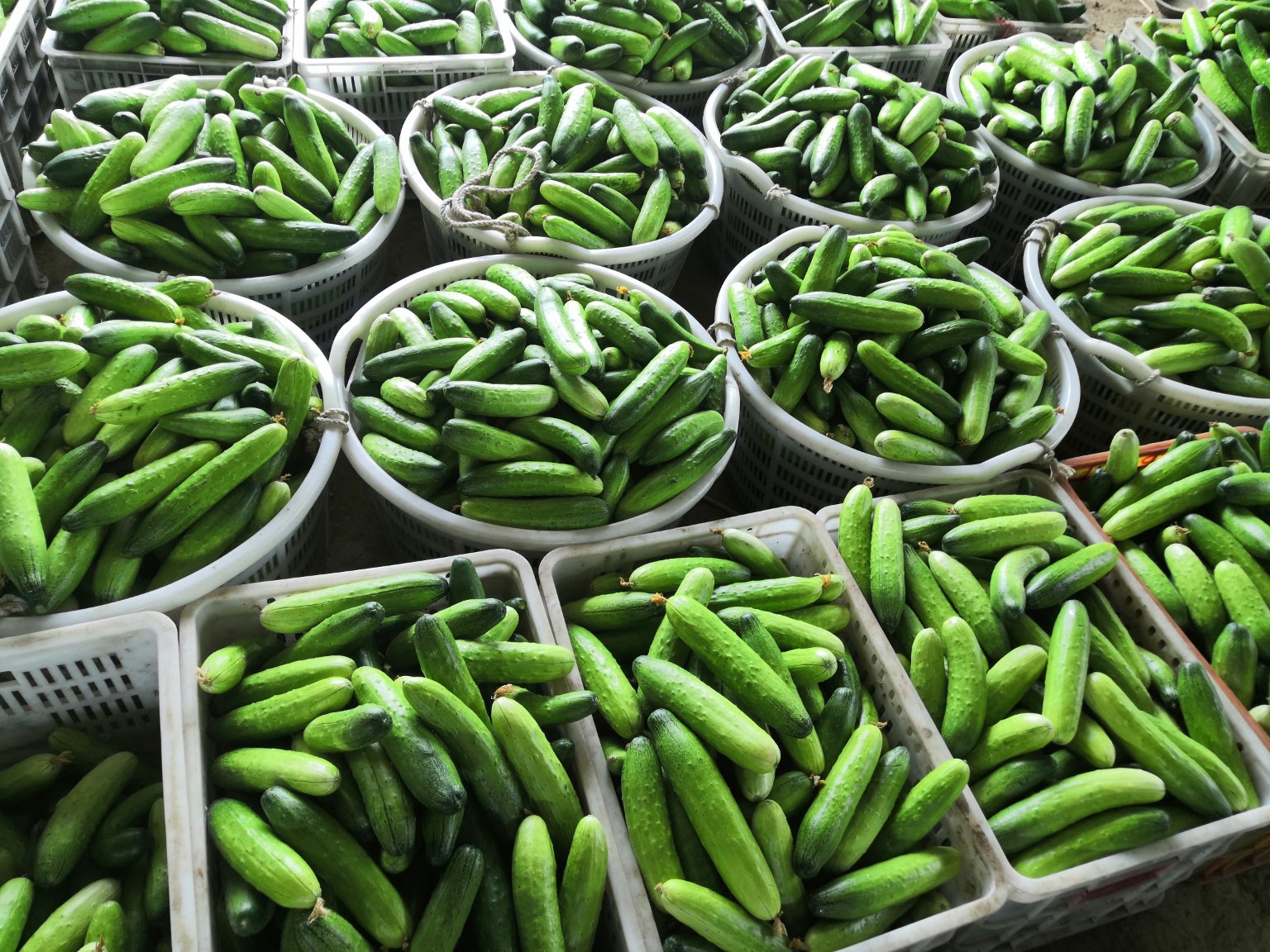 绿巨人丝瓜特写