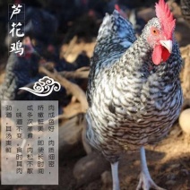 45天芦花鸡脱温鸡苗活体半斤芦花鸡活体快递发货汶上芦花鸡