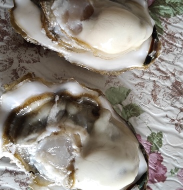 [生蚝批发]太平洋牡蛎价格2.90元/斤 - 一亩田