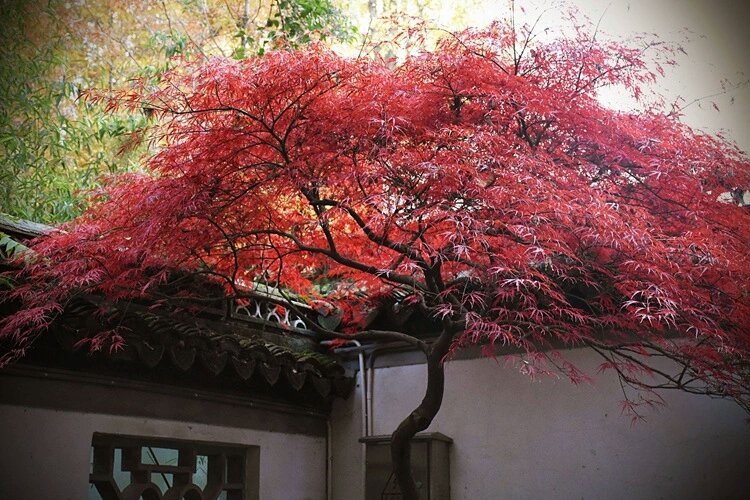 红枫庭院种植实景图