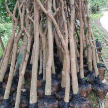 绿化芒果树