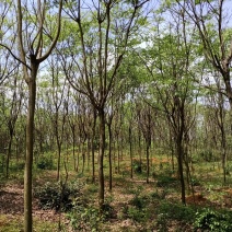 无患子精品货大量现货供应，欢迎有需要的新，老客户来实地考