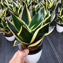 虎皮兰荷花兰小盆栽基地直销批发