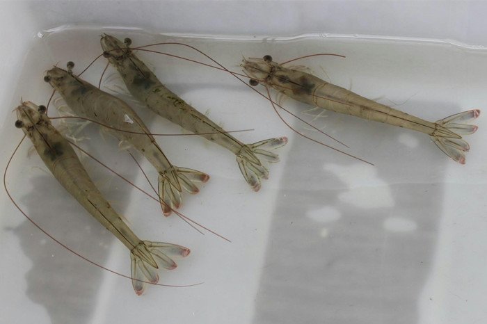 左侧为中国明对虾(对虾),体形修长,壳色青灰,尾部扇状;右侧为北极甜虾(甜虾),体型较小,壳呈淡红色,肉质半透明。背景为海洋环境插画,标注中文学名与产地信息 对虾与甜虾对比图