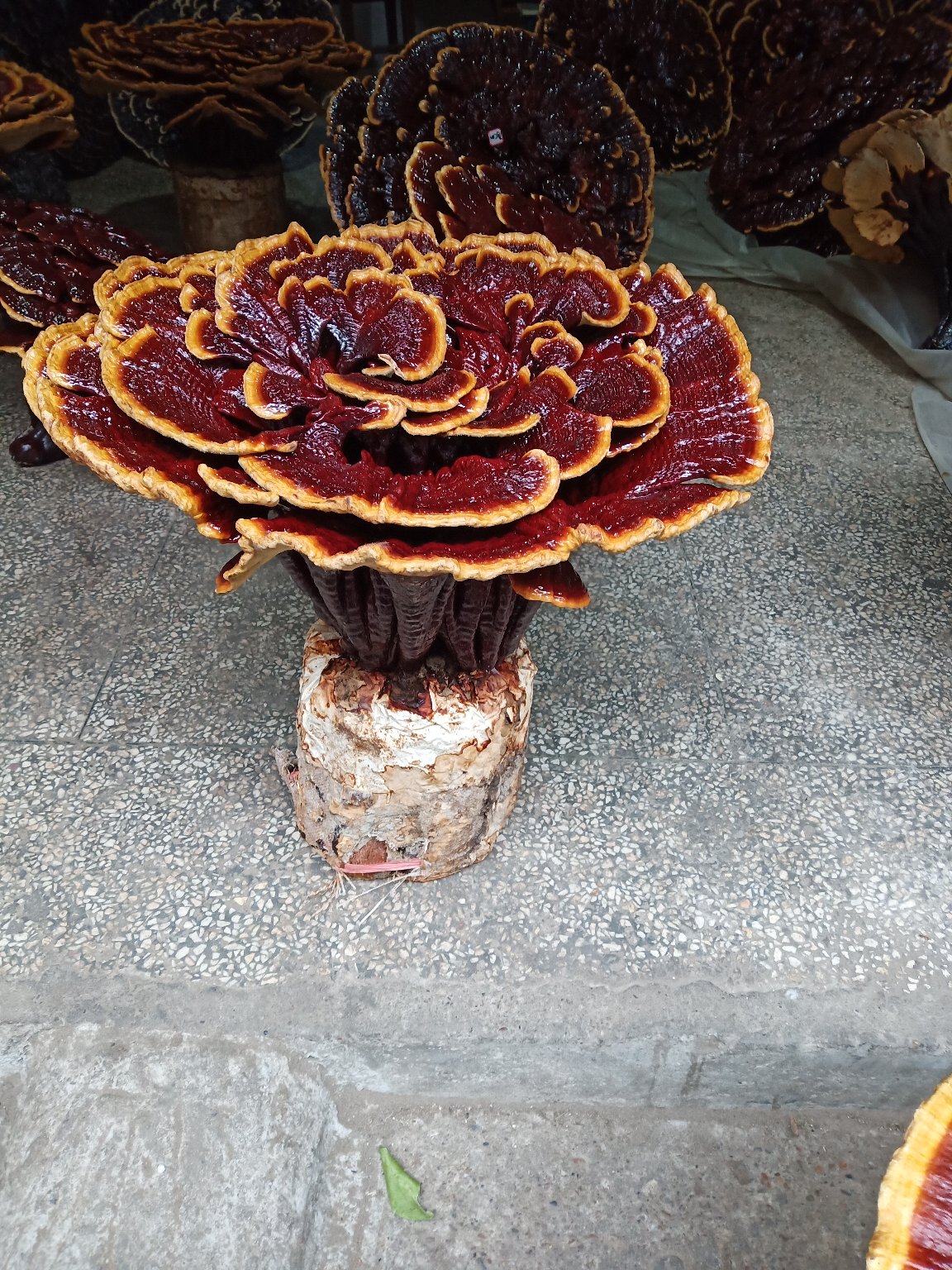 [灵芝批发]超大灵芝,盆景灵芝,摆件观赏灵芝价格200.00元/棵 - 一亩田