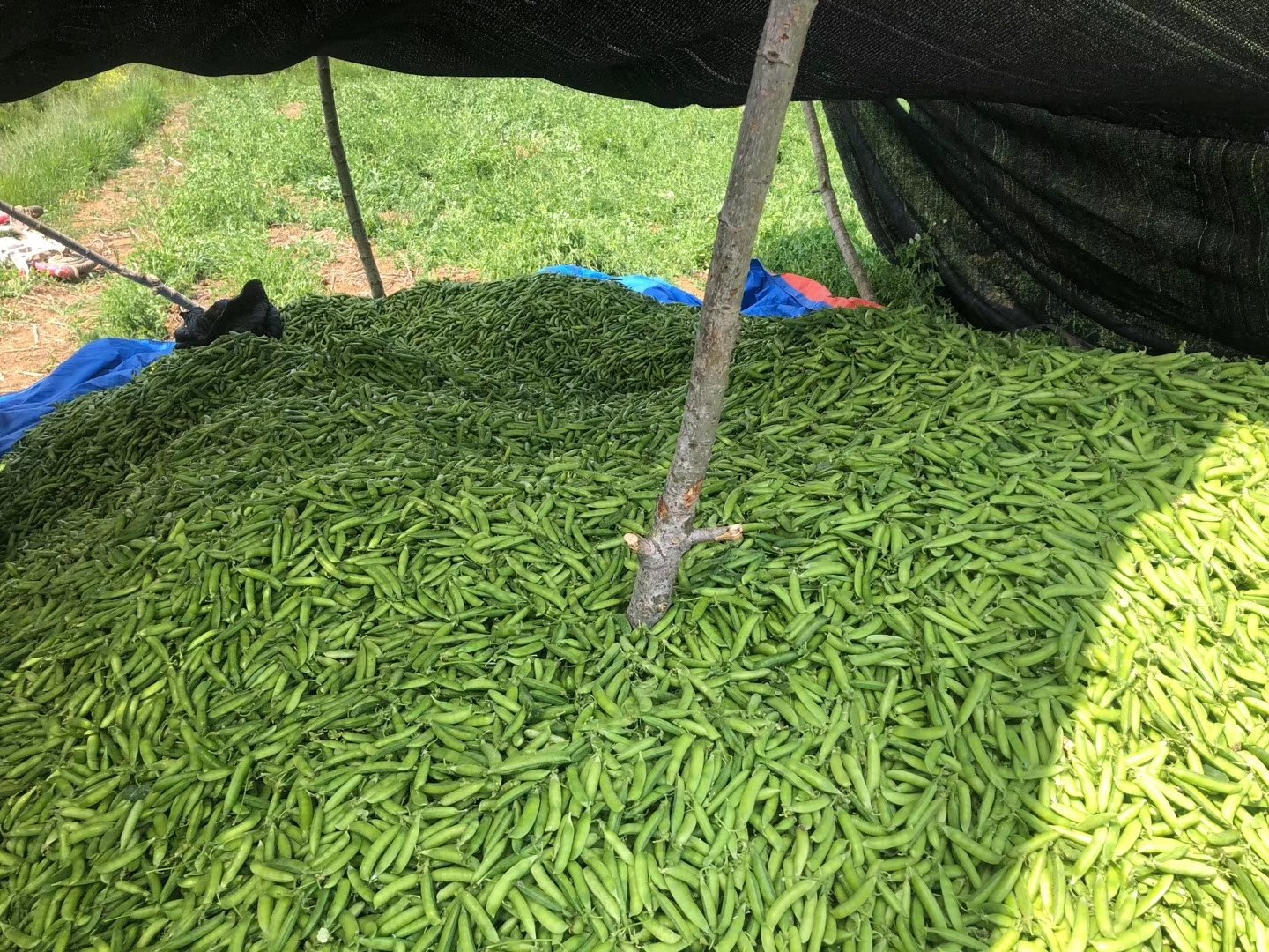 豌豆遮阳棚种植实景图 豌豆遮阳棚种植实景图