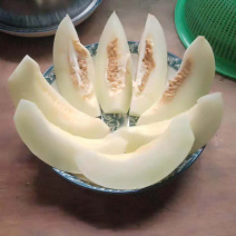 阎良甜瓜新鲜水果现摘现发陕西香瓜脆瓜脆甜多汁农家自产