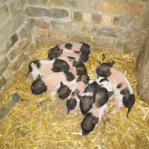 巴马香猪
