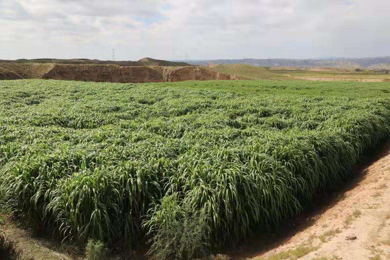 巨菌草粉碎与堆料发酵示意图 巨菌草粉碎与堆料发酵示意图