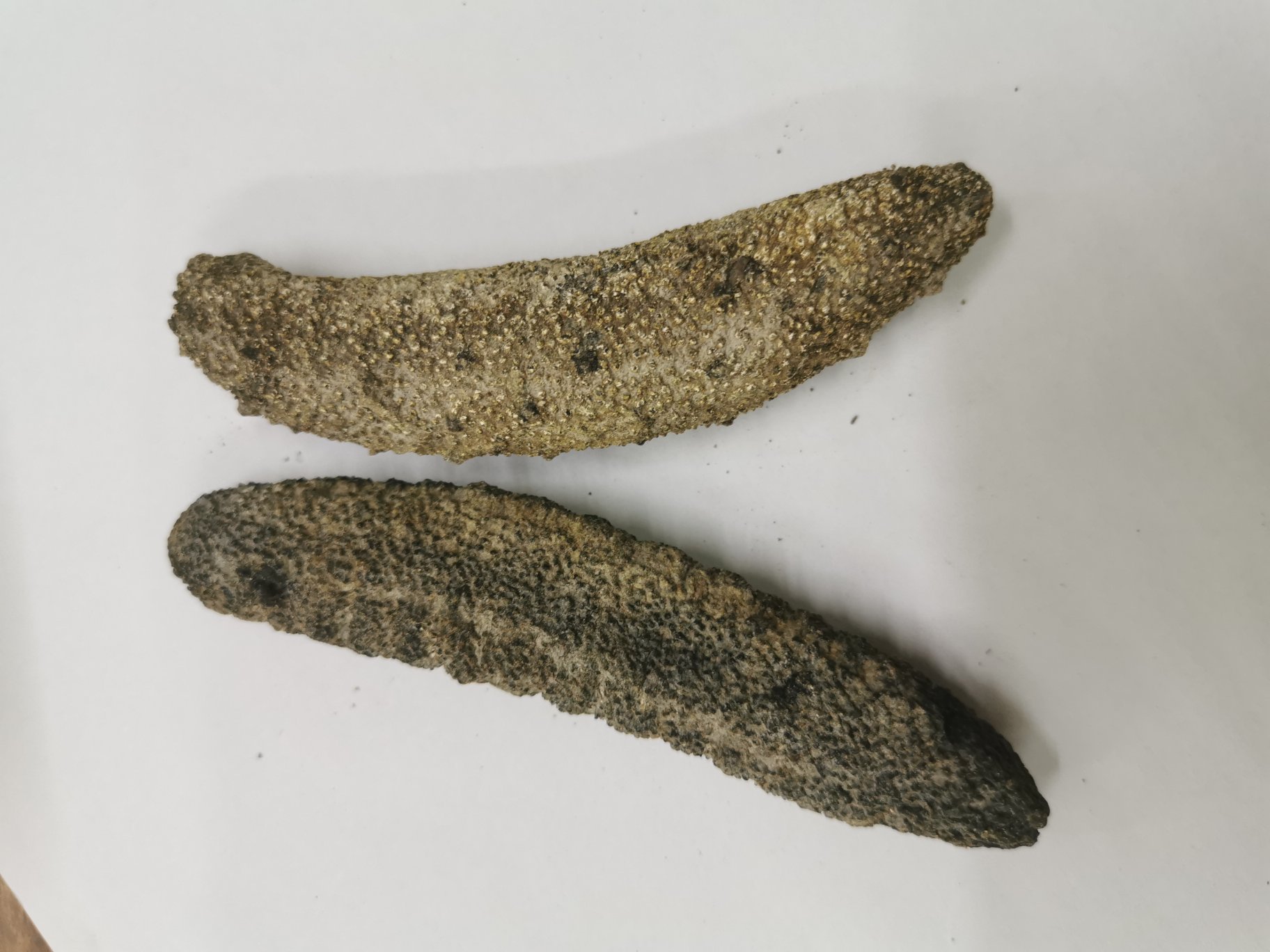 鱼胶炖洋参的食材准备图,包括泡发好的鱼胶、生晒参、瘦肉、红枣、姜片等 鱼胶炖洋参食材准备图